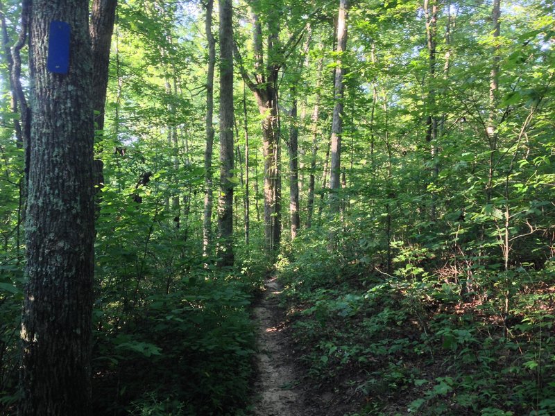 At mile 1.3, the trails narrows down to singletrack