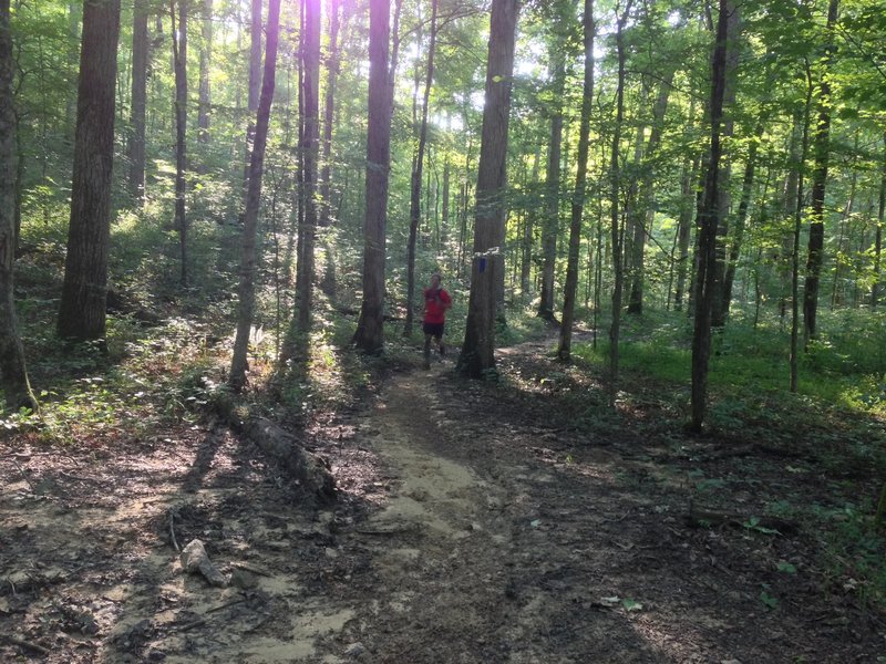 Several areas open up under the canopy to provide a nice view of the forest.