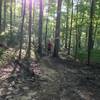 Several areas open up under the canopy to provide a nice view of the forest.