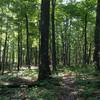 Parts of the McCoy Hollow Trail open up to nice views under the canopy