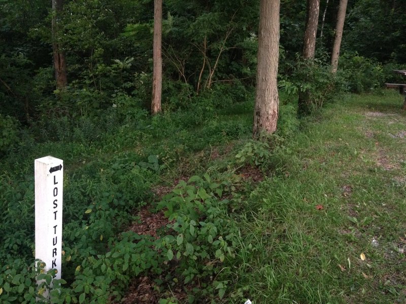 The last bit of level land passes by the Blue Knob campground on your way to Herman Point via Herman's Stairs.