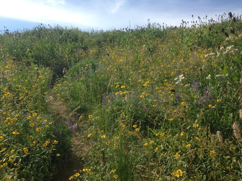 The trail as it winds up through a vast field of wildflowers