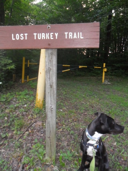 The early section of Lost Turkey Trail alternates between singletrack and doubletrack.  Here, the trail crosses Pot Ridge Road.  Runners pass through gates on either side of the road.