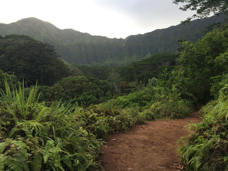 The trail near a ridgetop