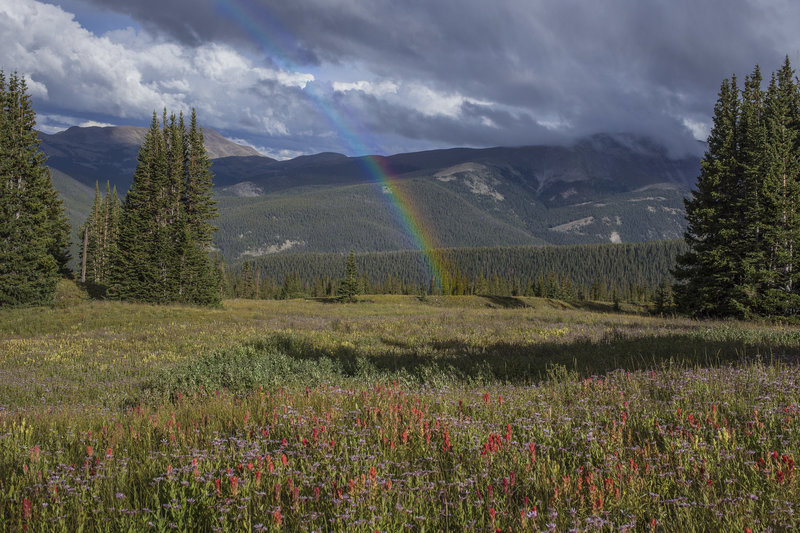 Rainbows and paint brushes