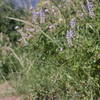 Wildflowers along Lambs Canyon Trail