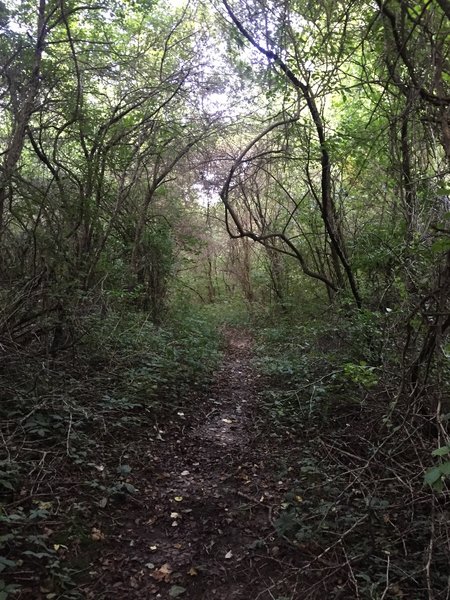 Example of trail when it is not overgrown.