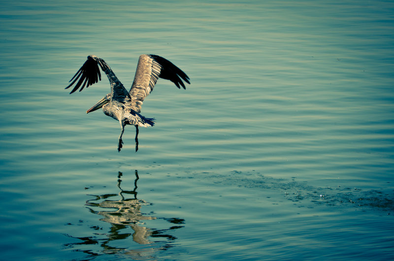 Pelican on Salt River