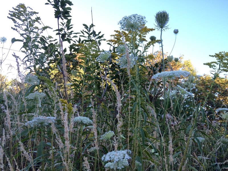 Grasses and perennials