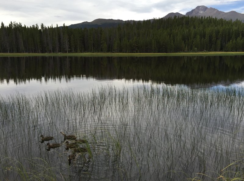 It's off the main path, but make sure to walk along the lake to see lots of critters