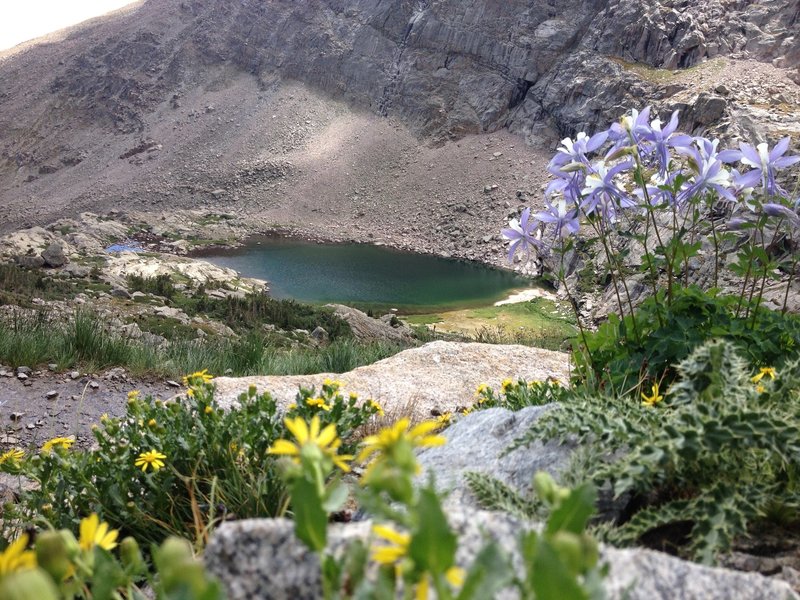 Columbine and other wild flowers backed by Peacock pool.