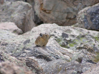 Pika