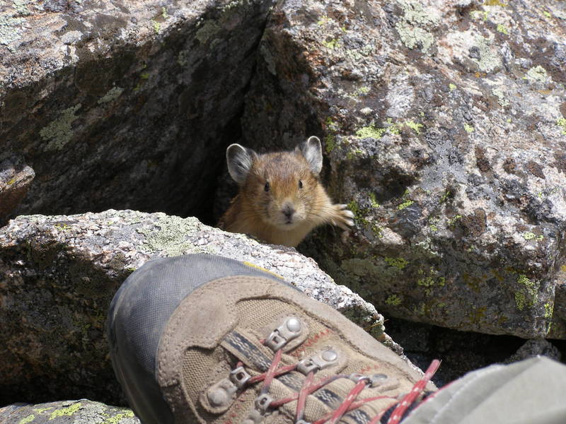 A rather inquisitive pika.  Unusual considering they are pretty skittish