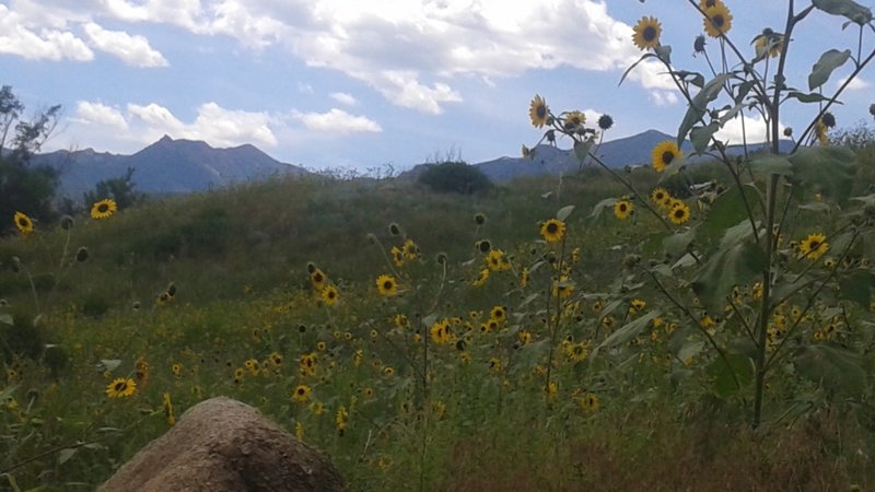 Sunflowers blooming in Bear Creek Regional Park