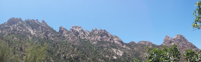 Organ Needles from Pine Loop Trail