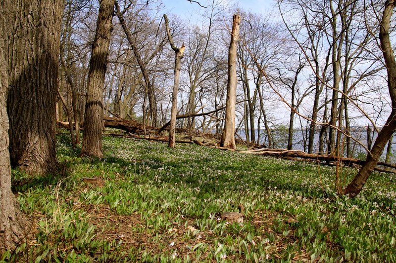 Picnic Point on an early spring day.