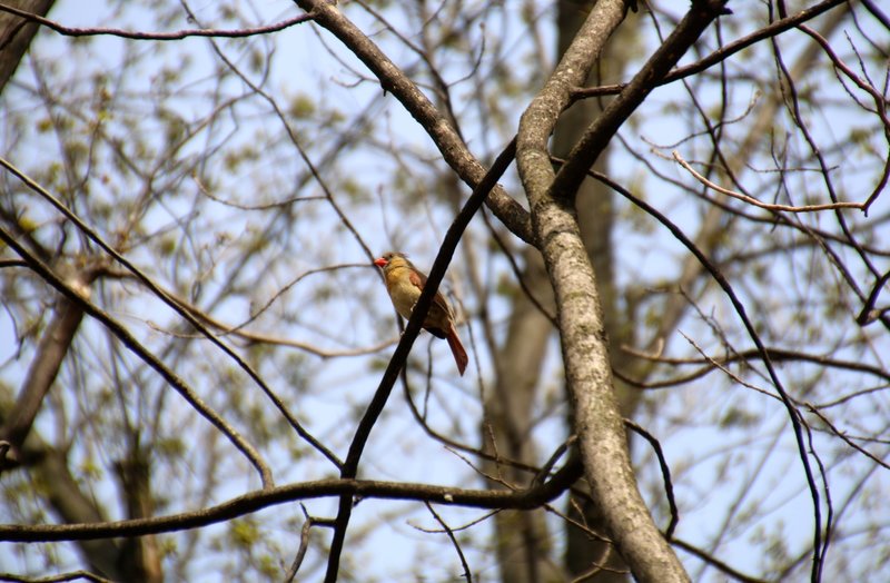 Female cardinal