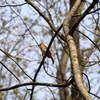 Female cardinal