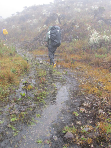 Crossing the paramo ecosystem, surrounded by the frailejons