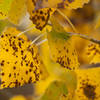 Autumn leaves in Courthouse Wash (photo by Neal Herbert NPS)