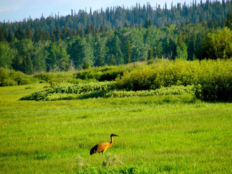 A Sandhill Crane browsing near Oxbow Bend.