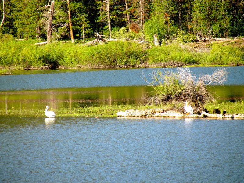 American white pelican and mergansers across the Snake River.