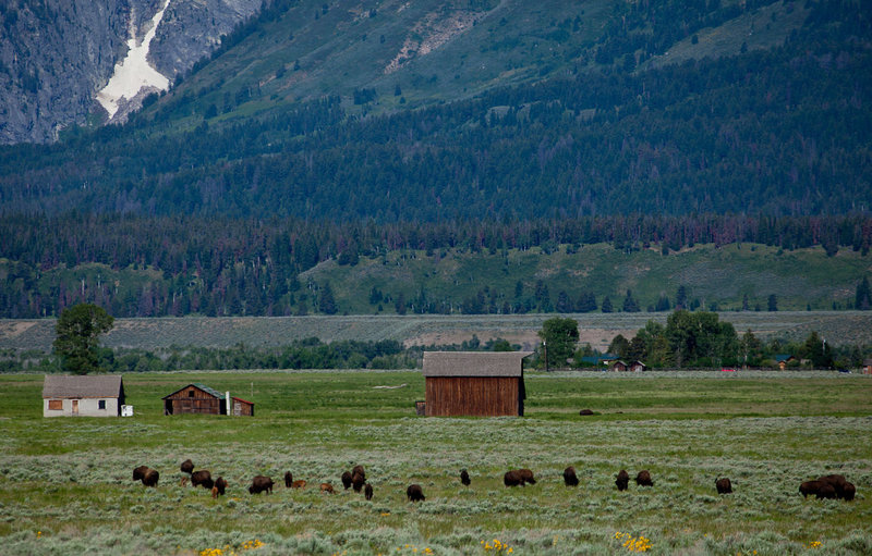 Mormon Row and bison