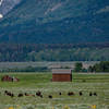 Mormon Row and bison