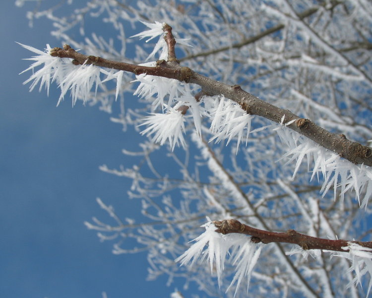 Some heavy riming found on trees near the Ice Age Trail on a January trail run.