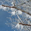 Some heavy riming found on trees near the Ice Age Trail on a January trail run.