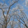 A winter scene along the Ice Age Trail.