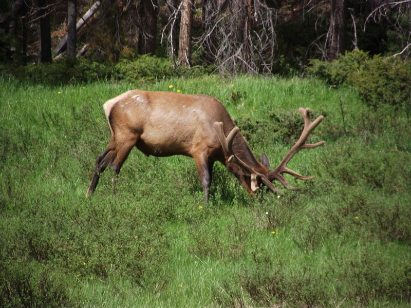 An elk grazing near Coyote Valley Trail, Rocky Mountain National Park, CO