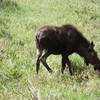 A young moose grazing!