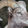 Bighorn sheep ram