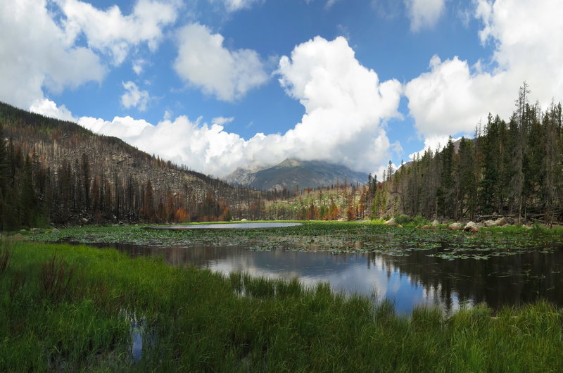 Cub Lake after the Fire