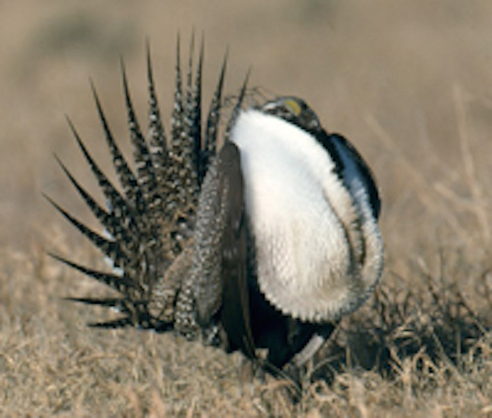 Sage grouse struttin' his stuff.