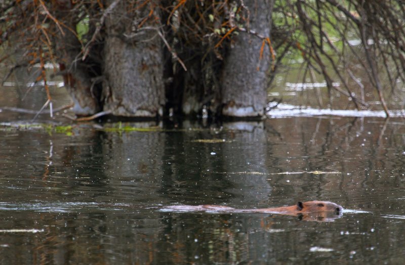 Swimming beaver.