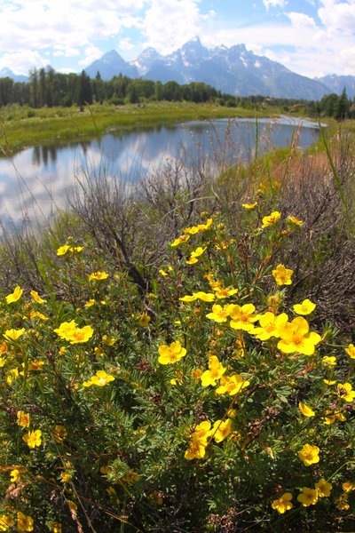 Flowers at Schwabacher's Landing