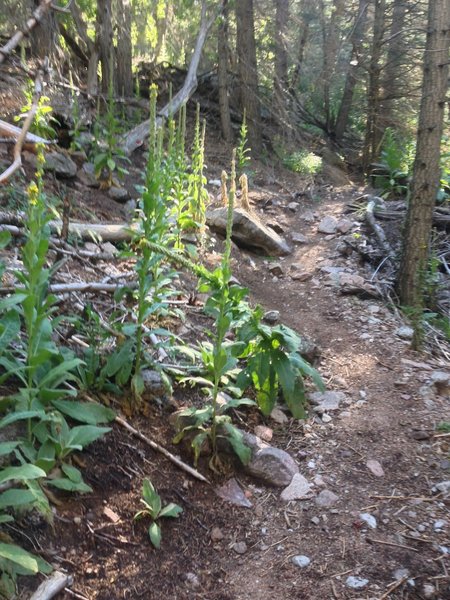 Foliage along the trail.