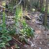 Foliage along the trail.