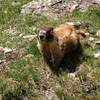 Friendly marmot at the top of Searle Pass.