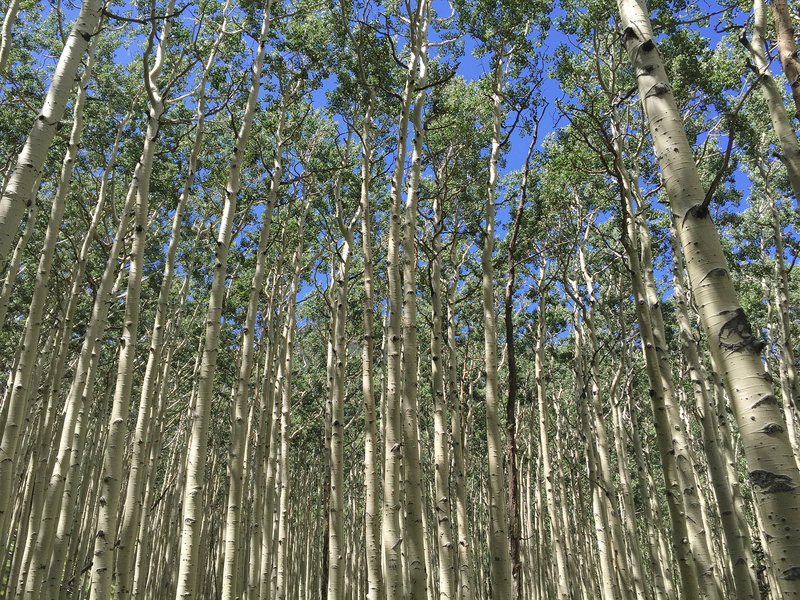 Amazing aspen forest in the Inner Basin