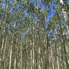 Amazing aspen forest in the Inner Basin