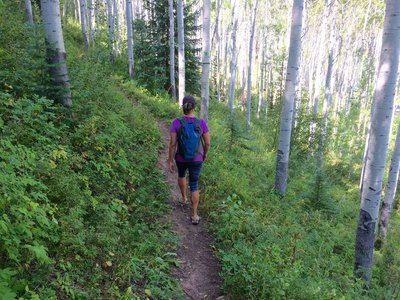 The lovely aspen forests of Vail