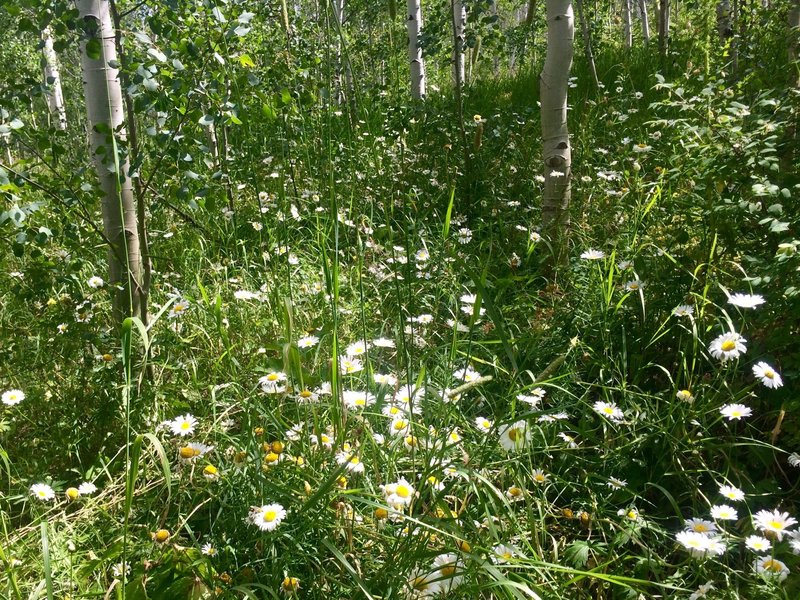 Wildflowers and aspens on a lush August day