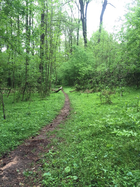 Beautiful singletrack in spring along the Oconee Trial