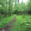 Beautiful singletrack in spring along the Oconee Trial