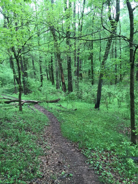 Fallen tree along the Oconee Trial