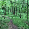 Fallen tree along the Oconee Trial