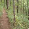 The Appalachian Trail between Gooch and Woody Gap